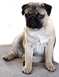 pugs.jpg